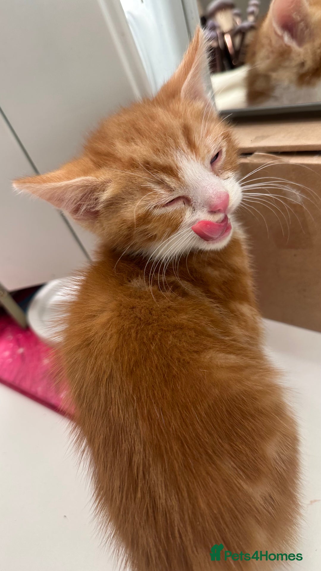 Mixed Breed cats for sale: 6 mixed breed ( shorthair and longhair) kittens - Advert 15