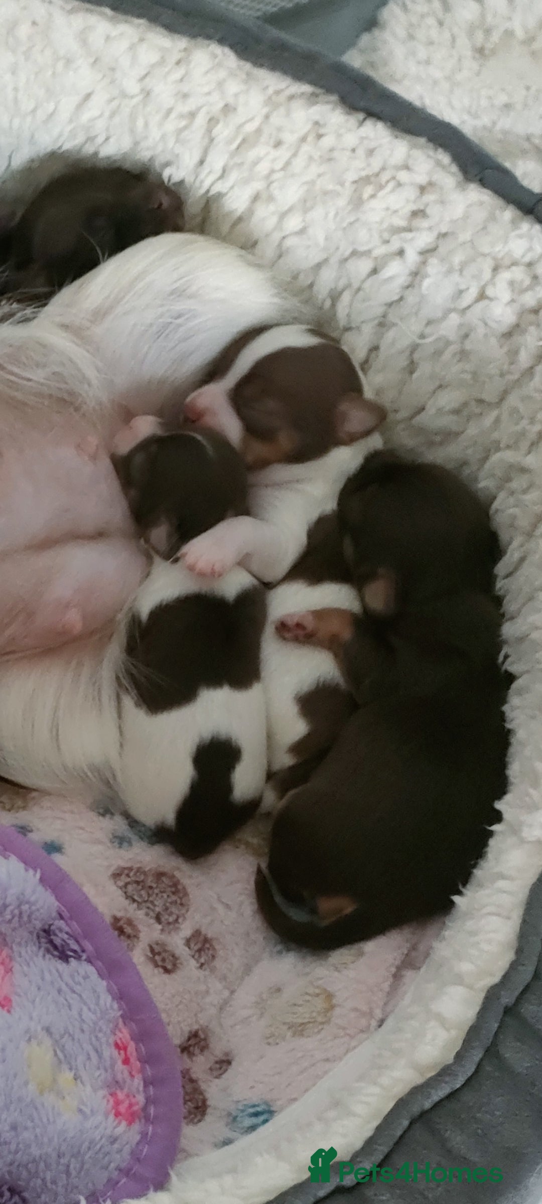 Chihuahua dogs for sale: Chihuahua puppies for sale - Advert 11