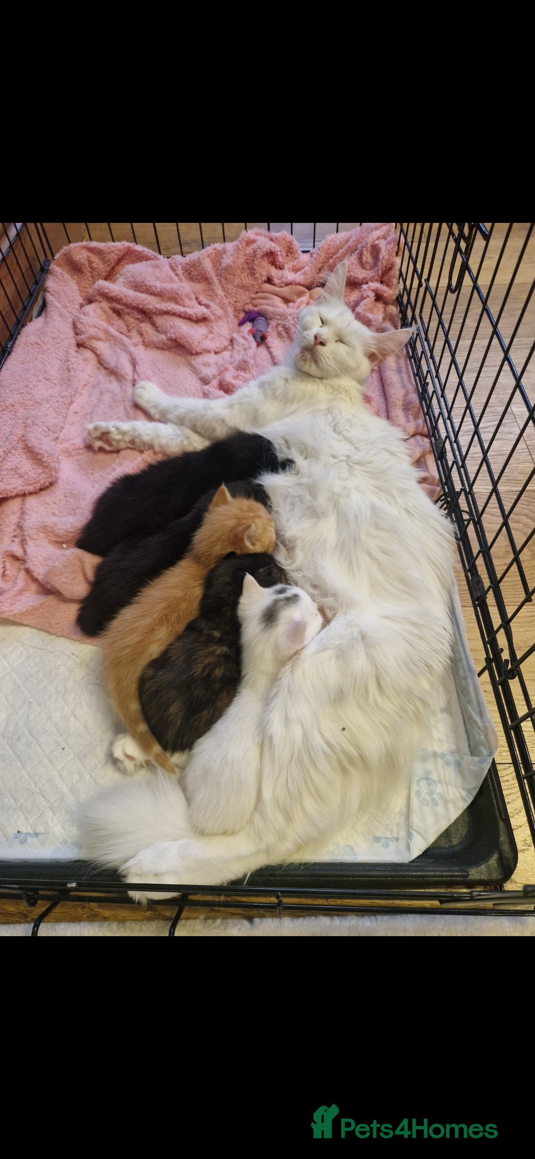 Mixed Breed cats Main coon x kittens ready now - Advert 10