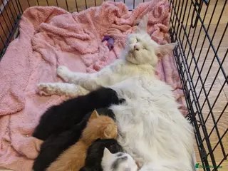 Mixed Breed cats Turkish angora x Main coon kittens ready now - Advert 10