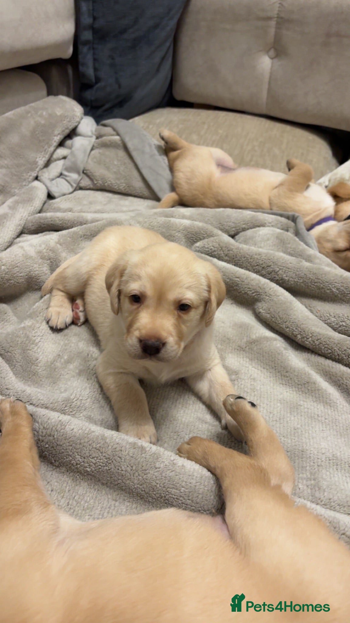 Labrador Retriever dogs Labrador Retriever Puppies - Advert 7