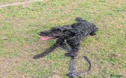 Cockapoo dogs for sale: Male cockapoo *please read ad* - Image 2