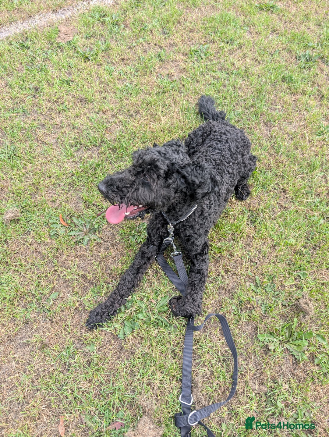 Cockapoo dogs for sale: Male cockapoo *please read ad* - Image 2