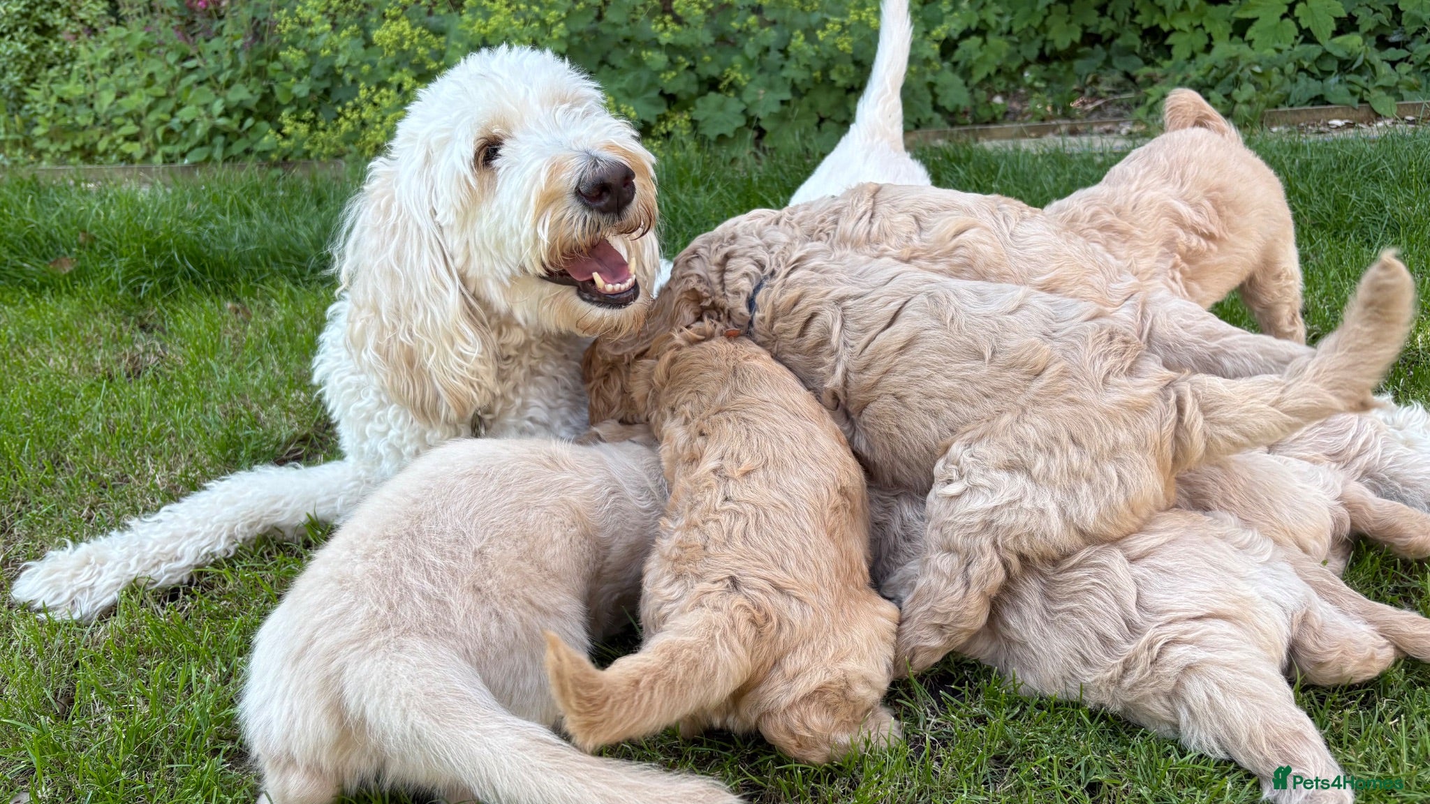 Goldendoodle dogs Golden doodle puppies from a loving home - Advert 2