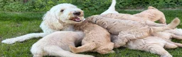 Goldendoodle dogs for sale: LAST THREE! Golden doodle pups from a loving home - Advert 1