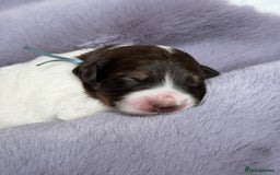 Bernedoodle dogs for sale: Miniature Bernedoodle Puppies - Image 35
