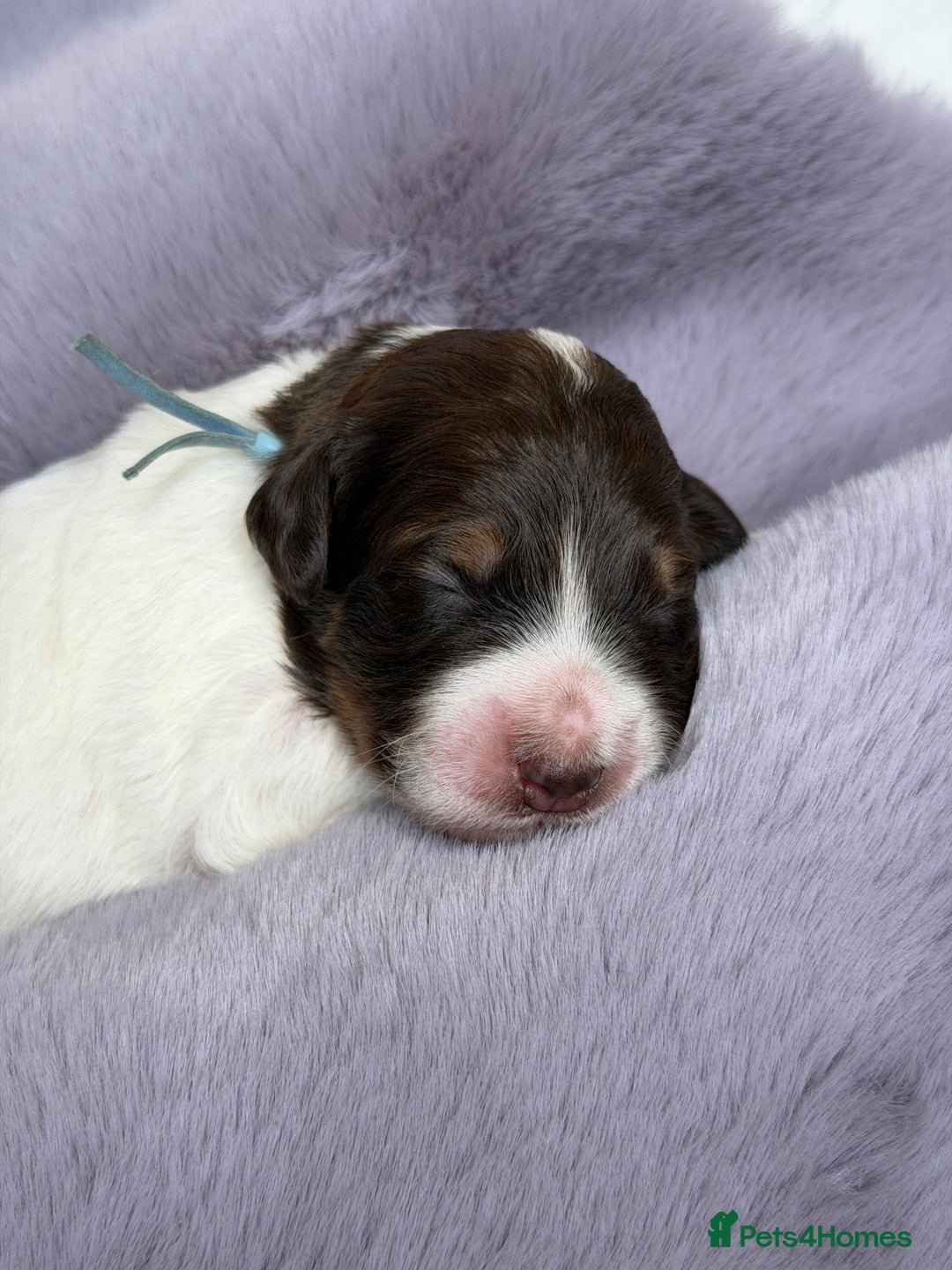 Bernedoodle dogs for sale: Miniature Bernedoodle Puppies - Image 35