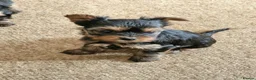 Yorkshire Terrier dogs for sale: Gorgeous Yorkshire Terrier Puppies Ready to go! 🐾 - Advert 34