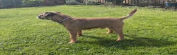 Border Terrier dogs for stud: Handsome Teddy Bear - Advert 2
