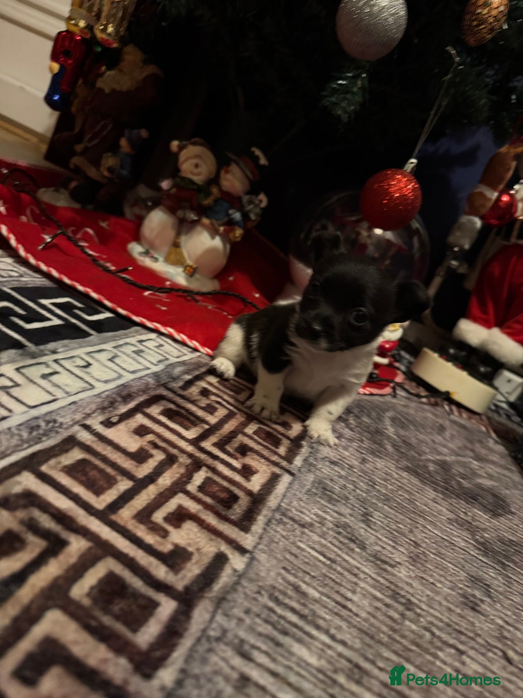 Mixed Breed dogs for sale: Beautiful chihuahua cross Jack Russell puppy  - Advert 3