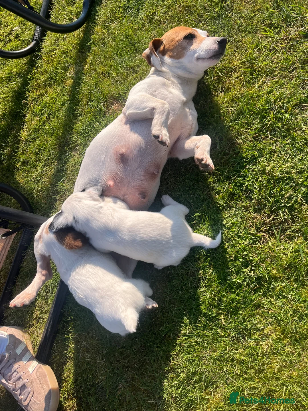 Jackapoo dogs for sale: lovely jackapoo pups for sale in Royston - Advert 1