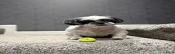 Shih Tzu dogs for sale: Black and white girl shitzu in Blackpool - Advert 6
