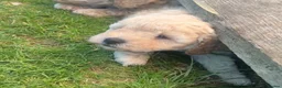 Poodle dogs for sale: Classic Poodle Puppies–Timeless Beauty in Stoke-on-Trent - Advert 13