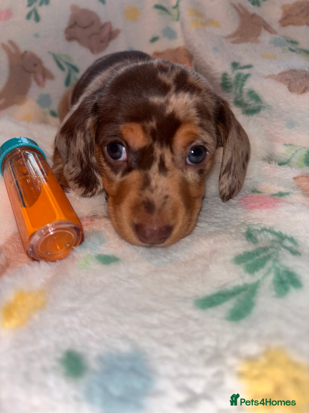 Miniature Dachshund dogs for sale: Dreamy miniature dachshunds  - Advert 12
