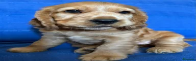 Cocker Spaniel 2 "Chewy" £3000