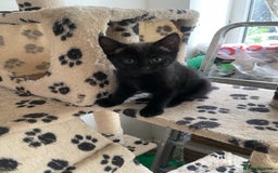Mixed Breed cats for sale: Russian blu mix  - Image 5
