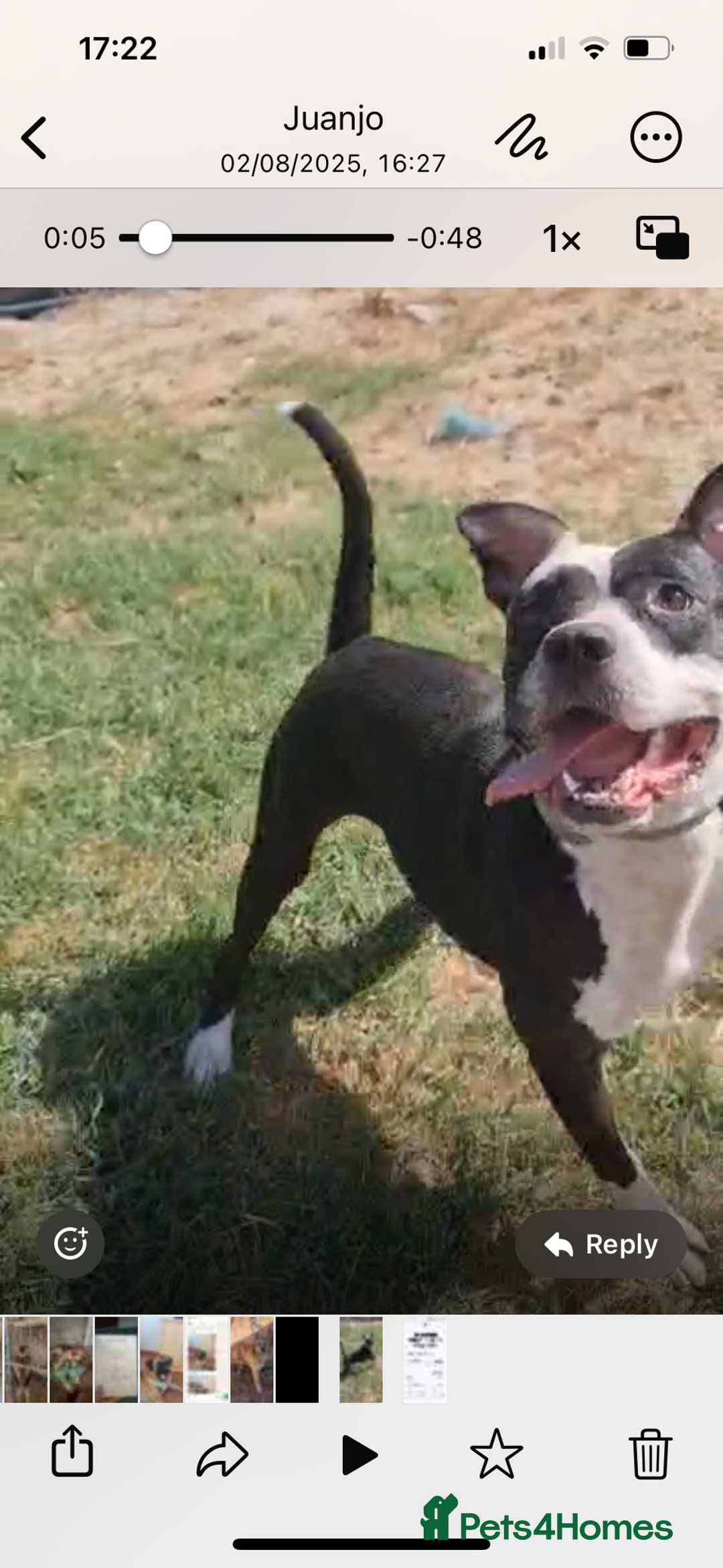 Mixed Breed dogs for adoption: ❤️ HERA the dog with a beautiful heart ❤️ - Image 12