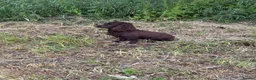 Cocker Spaniel dogs for sale: Cocker spaniel female pup 10 weeks old - Advert 6