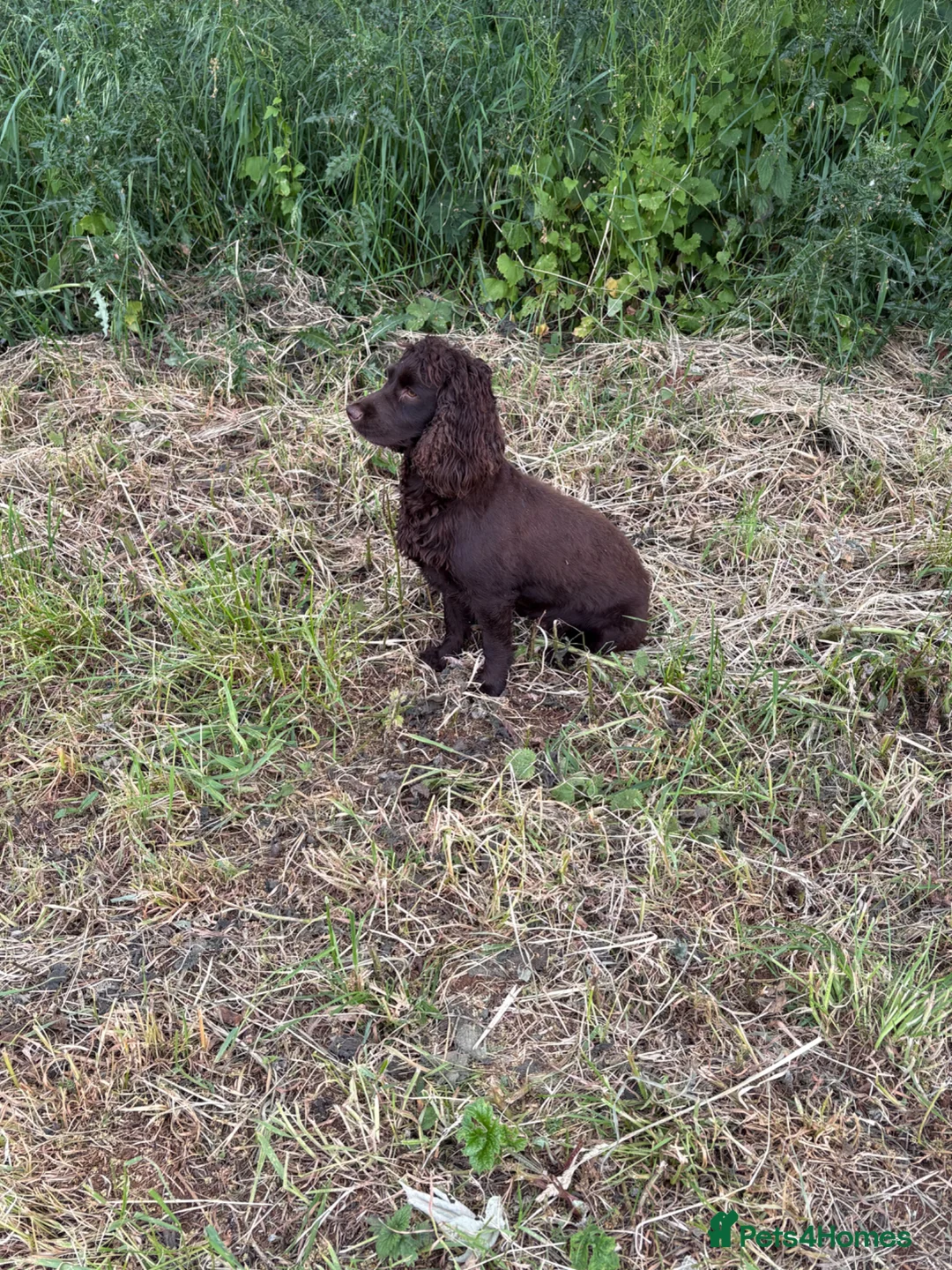 Cocker Spaniel dogs for sale: Cocker spaniel female pup 10 weeks old - Advert 6