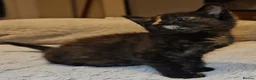 Domestic Shorthair cats for adoption: Rescue tortoiseshell kitten needs home of her own  in Hook - Advert 6