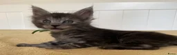 Maine Coon cats for sale: TICA registered large Maine Coon kittens - Advert 15