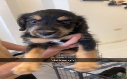 Mixed Breed dogs for sale: MIXED BREED PUPPIES NEEDING URGENT HOMES - Image 6