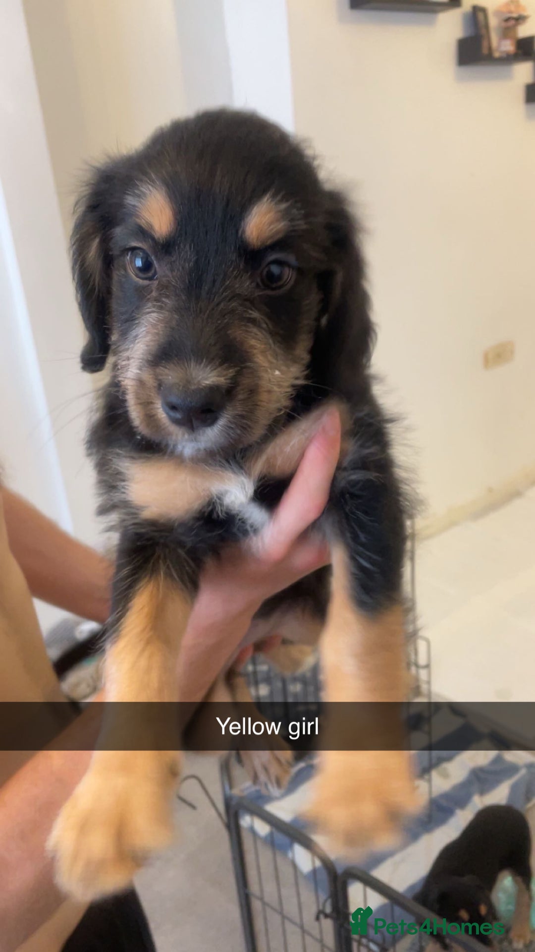 Mixed Breed dogs for sale: MIXED BREED PUPPIES NEEDING URGENT HOMES - Image 6