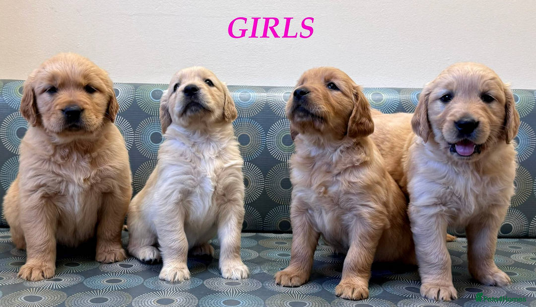 Golden Retriever dogs for sale: Golden Retriever Puppies For Reservation - Image 1