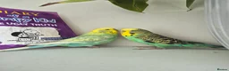 Budgerigars birds for sale: Pair of two budgies and cage - Advert 18