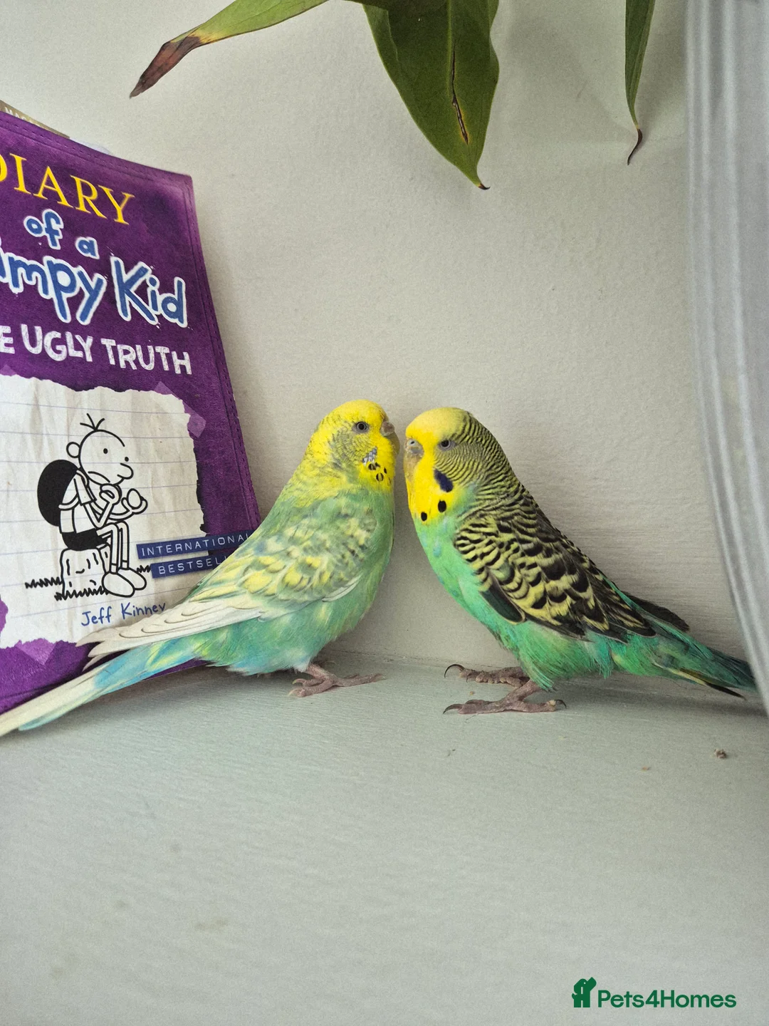 Budgerigars birds for sale: Pair of two budgies and cage - Advert 18