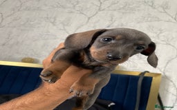 Miniature Dachshund dogs for sale: 🧬 🐶 Beautiful miniature dachshunds 🐶 🧬  - Image 13