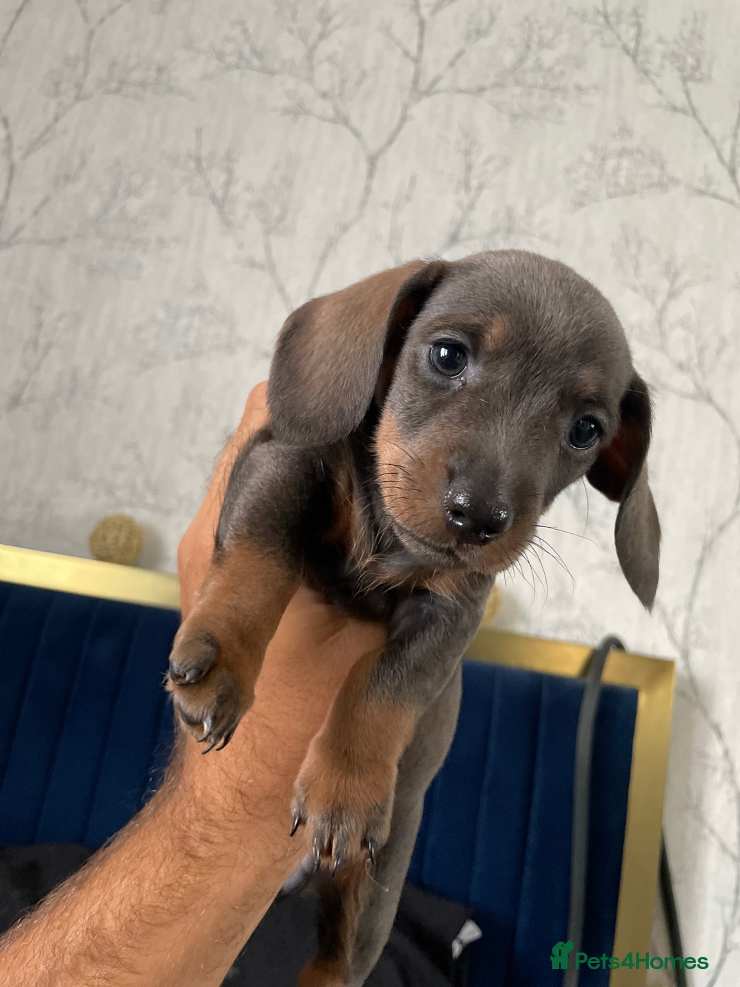 Miniature Dachshund dogs for sale: 🧬 🐶 Beautiful miniature dachshunds 🐶 🧬  - Image 13