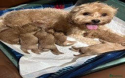 Maltipoo dogs for sale: Gorgeous Malshipoo puppies  - Image 3