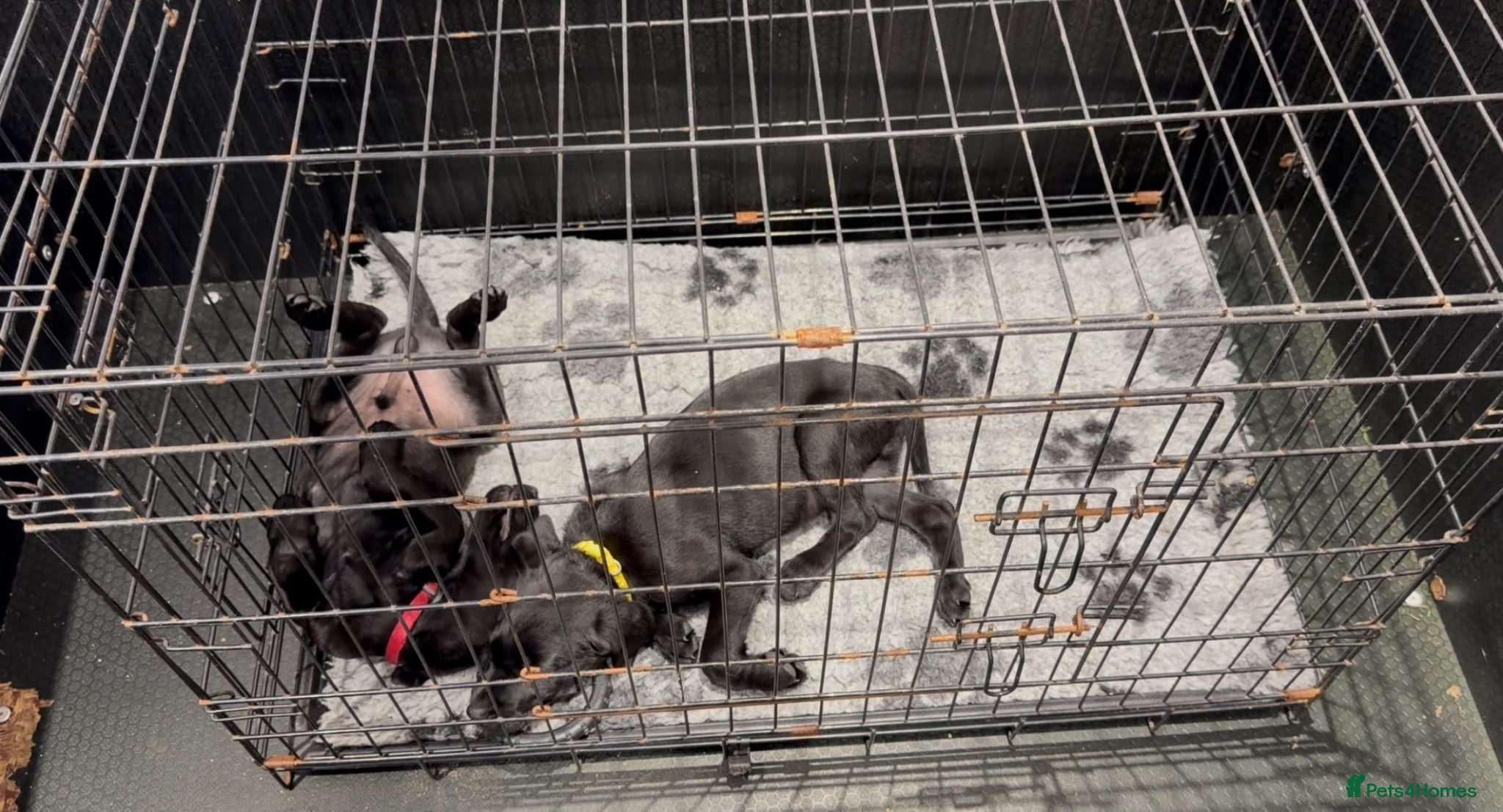 Labrador Retriever dogs 1 Boy ready now - Advert 2