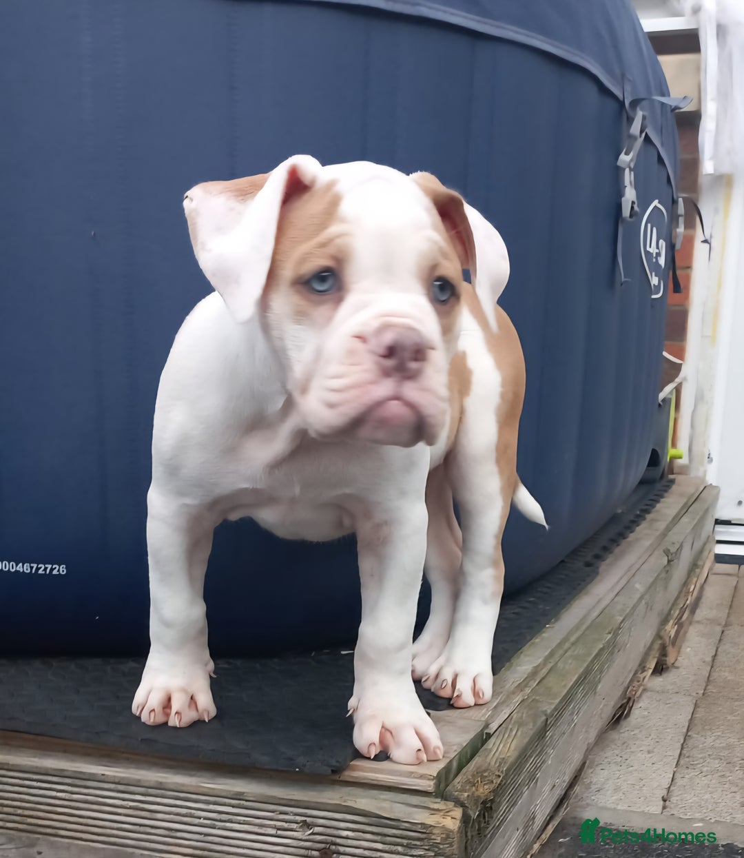 Olde English Bulldogge dogs for sale: 8 OLDE ENGLISH BULLDOG PUPS FOR SALE - Image 6