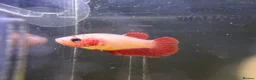 Bettas fish for sale: Beautiful bettas ready to go!  - Advert 5