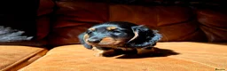 Miniature Dachshund dogs for sale: Stunning Longhaired Mini Dachshund Boys.  - Advert 7