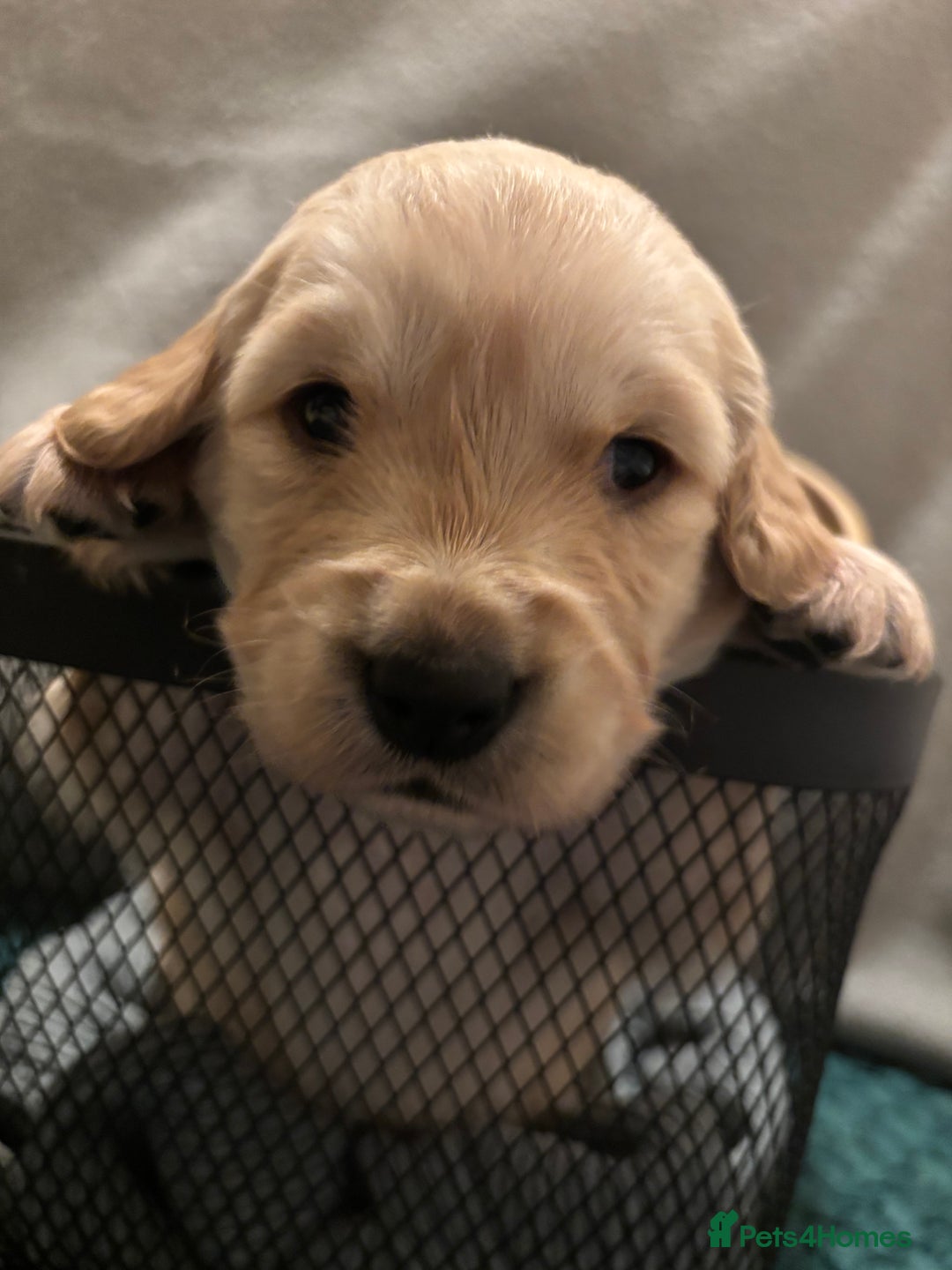 Golden Retriever dogs for sale: Golden Retriever Puppies for Sale - Advert 3