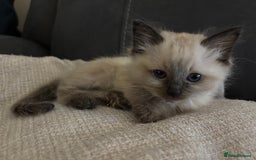 Ragdoll cats for sale: **Gorgeous Ragdolls**  - Advert 19