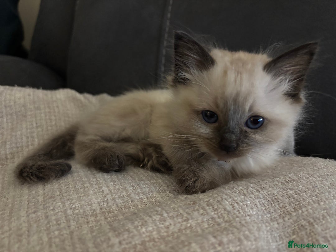 Ragdoll cats for sale: **Gorgeous Ragdolls**  - Advert 19