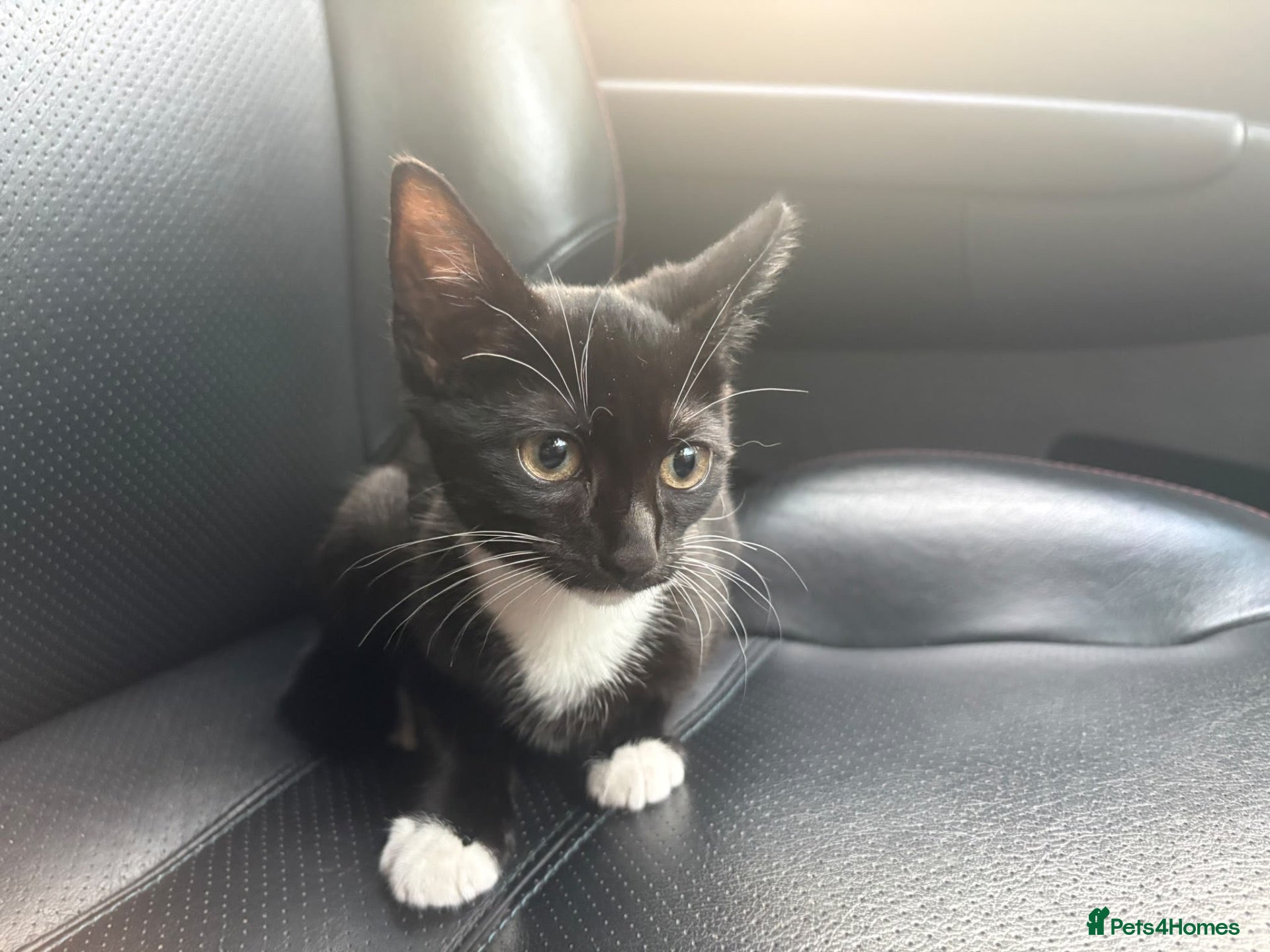 Domestic Shorthair cats kitten for free  - Advert 20