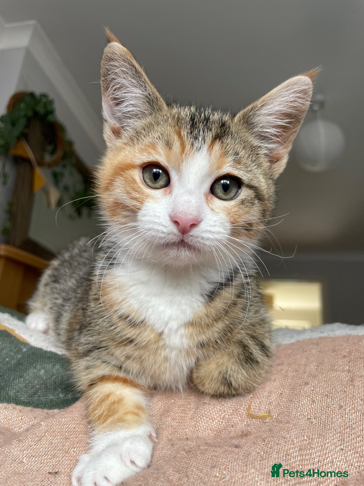 Mixed Breed cats for sale: KITTENS : 9 weeks old- ready to go!  - Advert 2