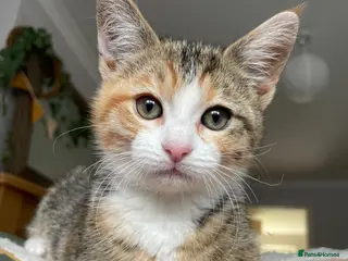 Mixed Breed cats KITTENS : 11 weeks old- ready to go! - Advert 5