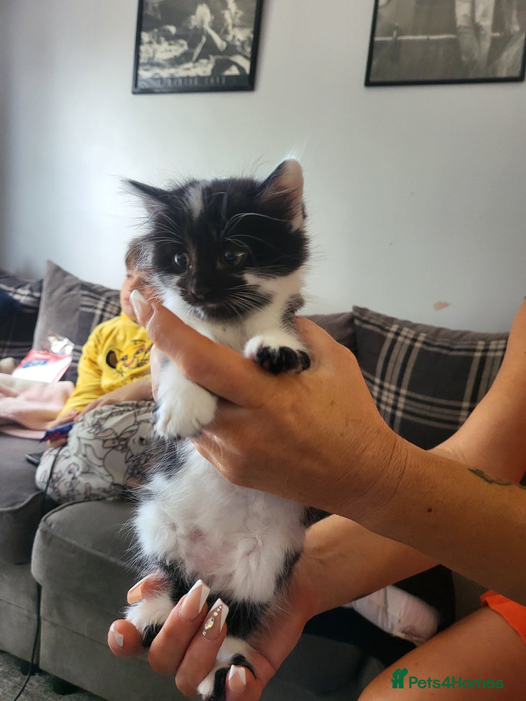 Mixed Breed cats for sale: Beautiful kittens - Image 2