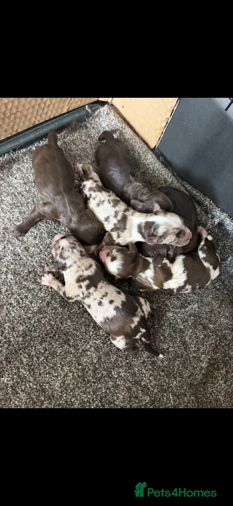 Cocker Spaniel dogs Beautiful litter of working cockerspaniel babies🐾 - Advert 1
