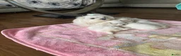 Maltese dogs for sale: Maltese Korean mini  - Advert 2
