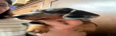 Miniature Dachshund 2