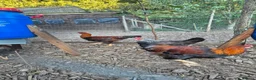 Chickens poultry for sale: LF Welsummer Cockerels  - Advert 5