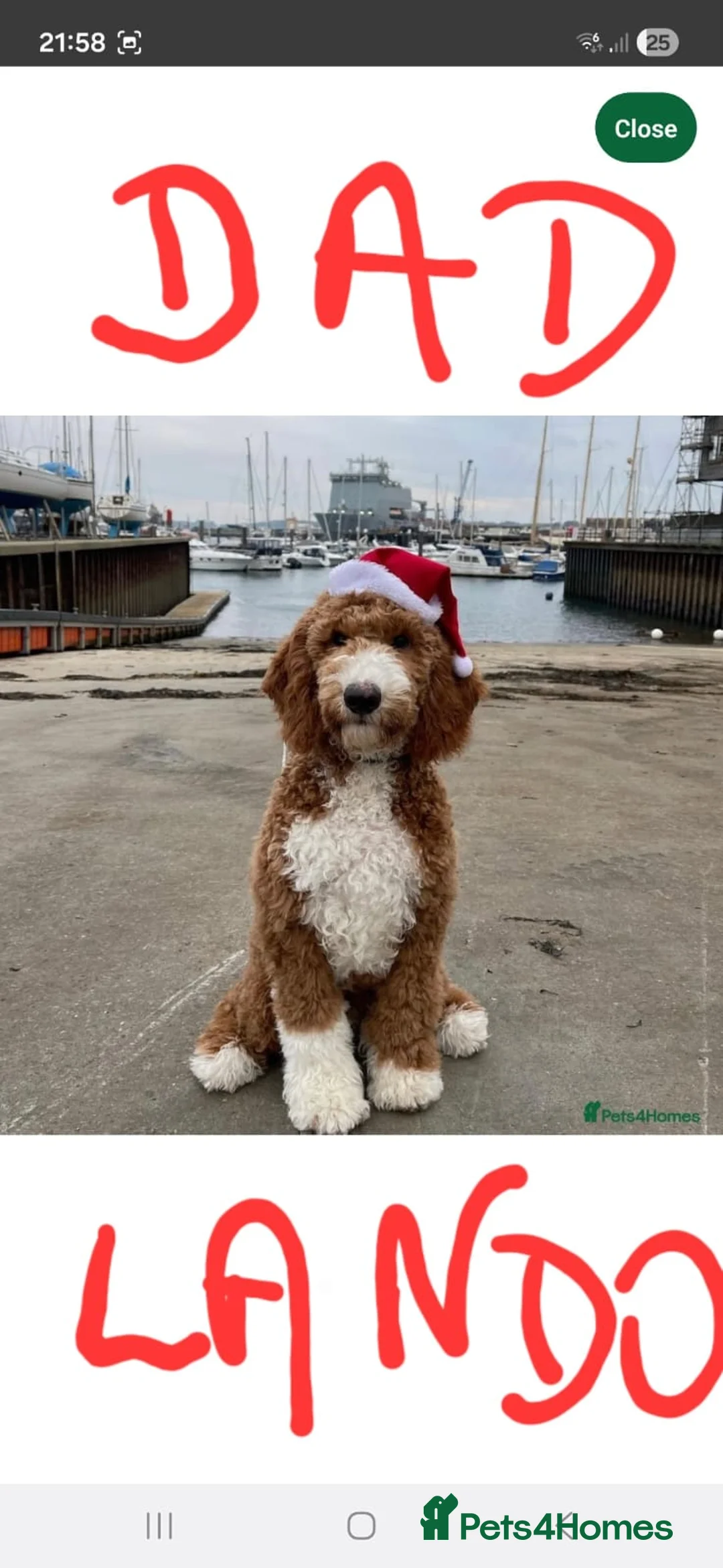 Goldendoodle dogs for sale: Goldendoodle-ONLY THIS BEAUTY LEFT  - Advert 13