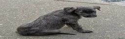Irish Wolfhound dogs for sale: Irish Wolfhound Puppies  - Advert 26